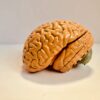 Model of a human brain symbolizing the neuroscience behind cultivating a coaching mindset for personal growth and transformation.