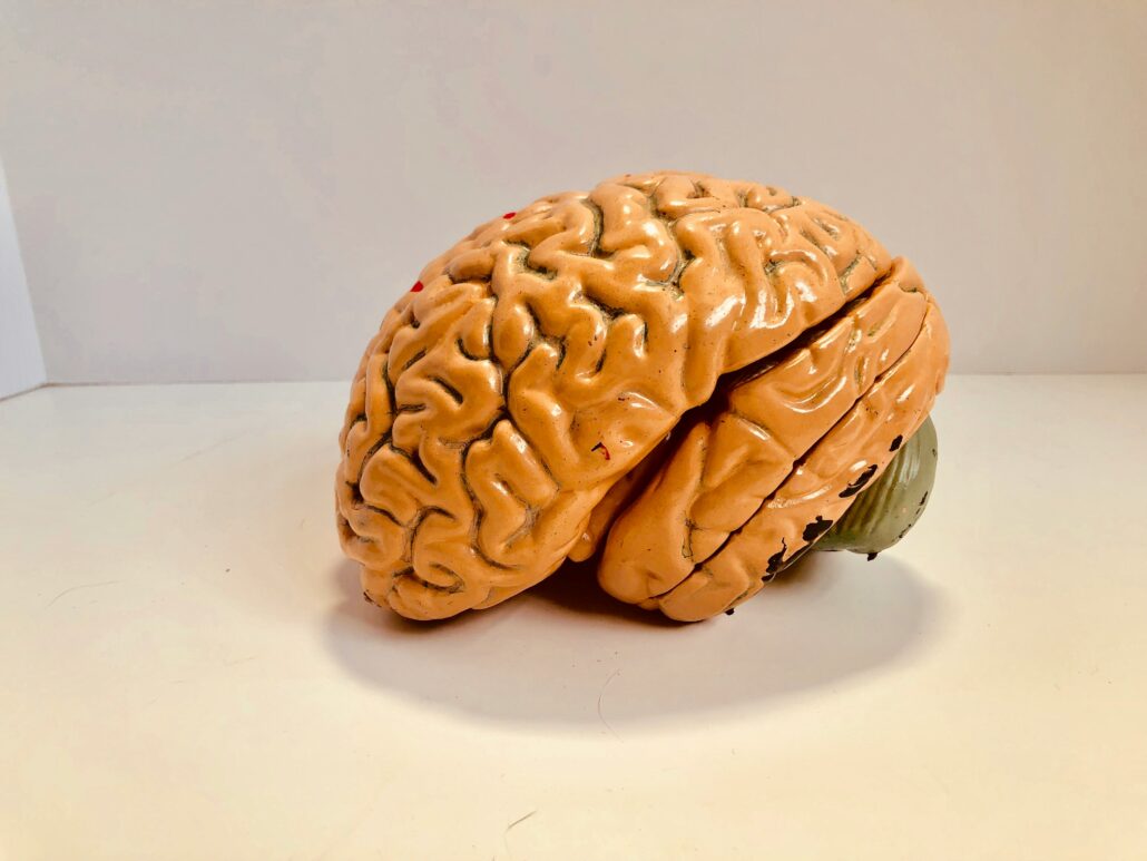 Model of a human brain symbolizing the neuroscience behind cultivating a coaching mindset for personal growth and transformation.